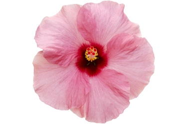 Hibiscus Adonia Pink Variety Thumbnail3.jpg